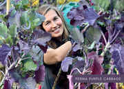 PERMA PURPLE CABBAGE - Purple Leaf Tree Collard